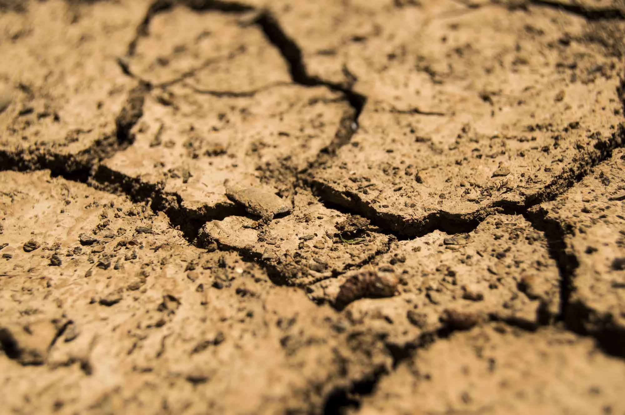 Close-up of dried, cracked earth.